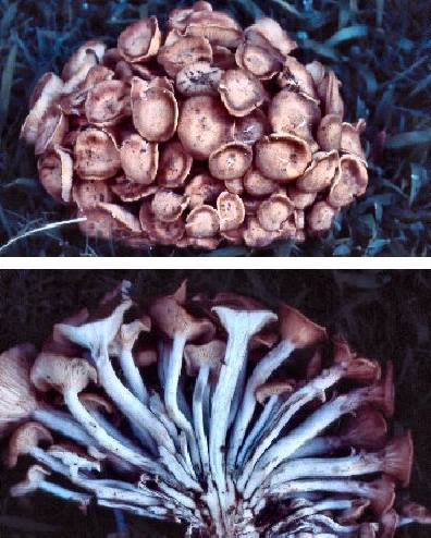 Friendship Mushroom (Amillariella tabescens)