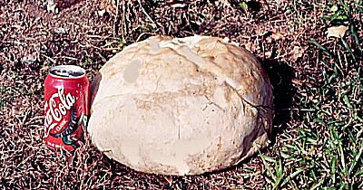 Puffball (Calvatia gigantea)