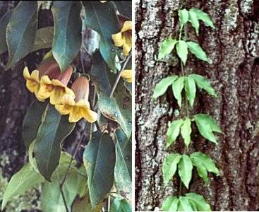 Cross Vine (Anisostichus capriolata)