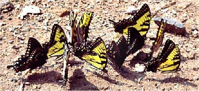 Swallowtail Gathering