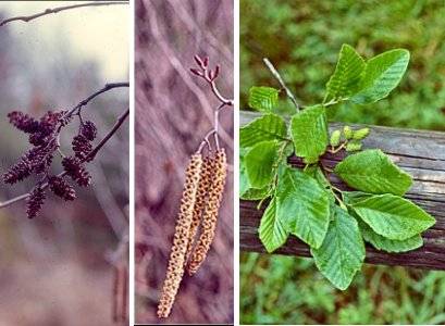 Smooth Alder (Alnus serrulata)