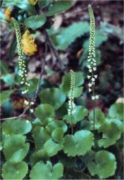 Beetleweed (Galax aphyla)