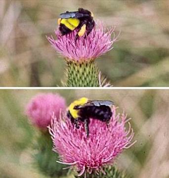 Bumblebee and Carpenter Bee