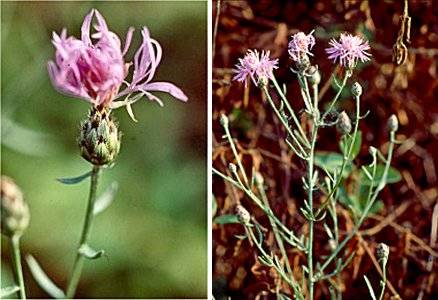 Spotted Knapweed (Centaurea maculosa)