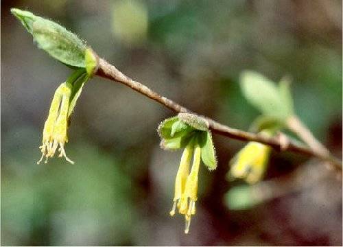 Leatherwood