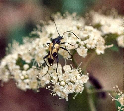 Flower Longhorn Beetle