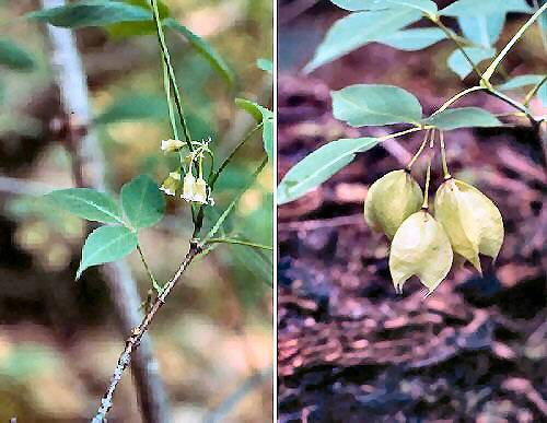 Bladder Nut(Staphylea trifolia)