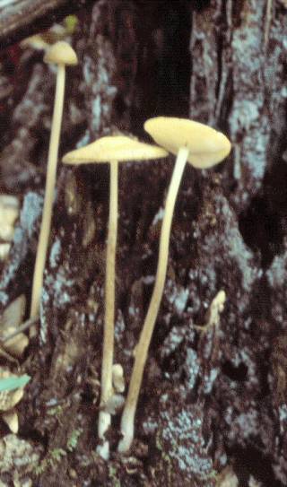 Deep Root Mushroom (Oudemansiella radicata)