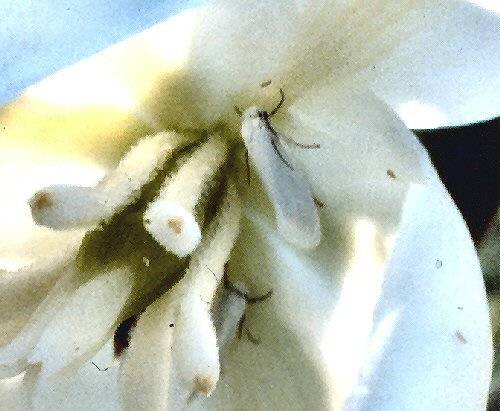 Spanish Bayonet (Yucca filamentosa)