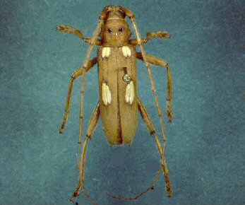 Ivory-Marked Beetle (Eburia quadrigeminata)