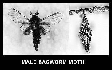 Male Bagworm Moth