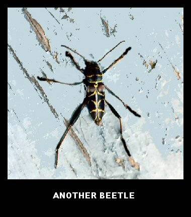 Another Long-Horn Beetle (Neoclytus scutellaris)