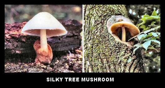 Silky Tree Mushroom (Volvariella bombycina)