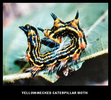 Yellow-Necked Caterpillar Moth