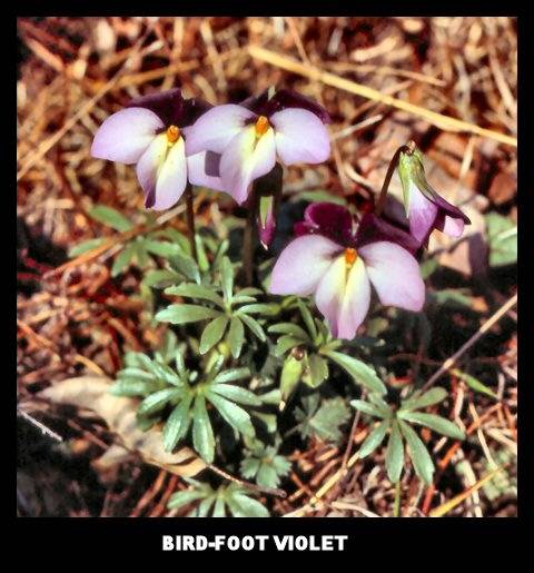 Bird-Foot Violet (Viola pedata)