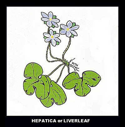Round-Lobed Hepatica