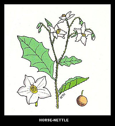 Horse Nettle (Solanum carolinense)