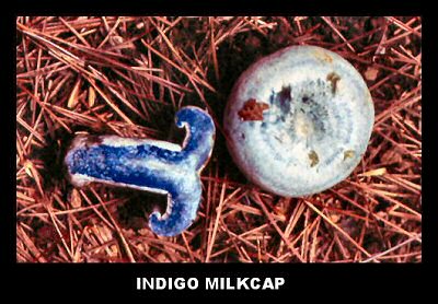 Indigo Milkcap (Lactarius indigo)