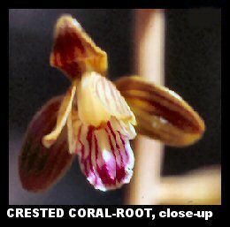 Crested Coral-root Orchid (Hexalectris spicata)