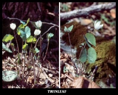 Twinleaf (Jeffersonia diphylla)