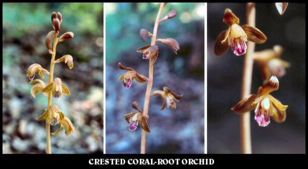 Crested Coral-Root Orchid