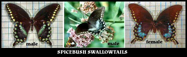 Spicebush Swallowtails