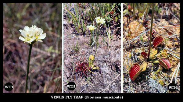 Venus Flytrap (Dionaea muscipula)