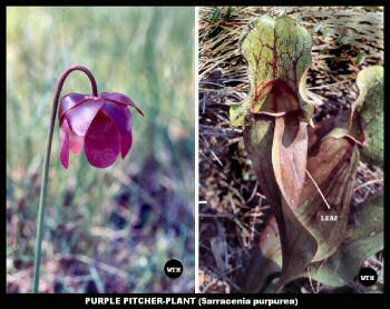 Purple Pitcher Plant