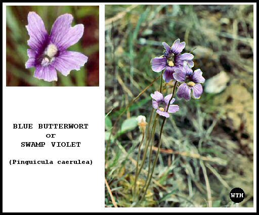Blue Butterwort (Pinguicula caerulea)