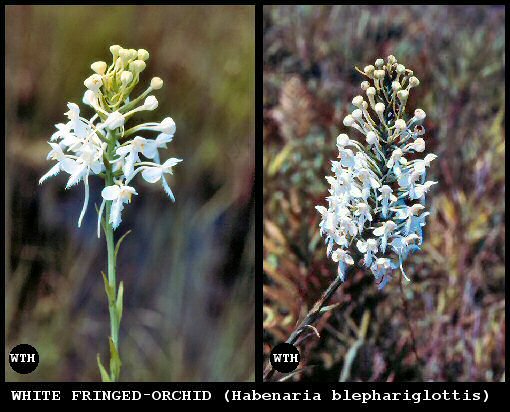 White Fringed-Orchid (Habenaria blephariglottis)