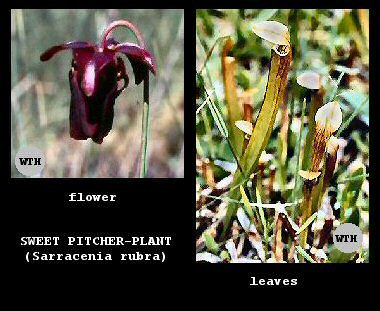 Sweet Pitcher-plant (Sarracenia rubra)