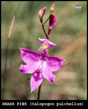 Grass Pink (Calopogon pulchellus)
