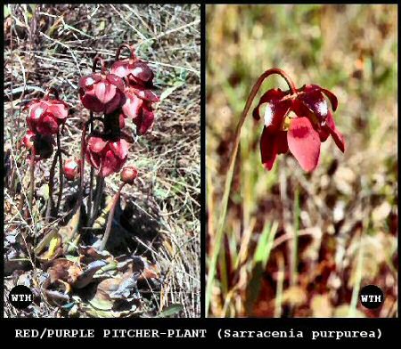 Red-purple Pitcher Plant (Sarracenia purpurea)