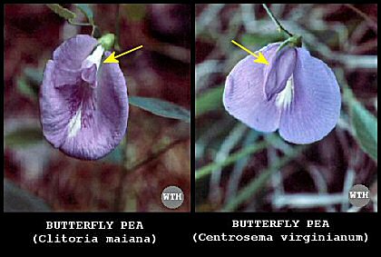 Butterfly Peas (Clitoria maiana and Centrosema virginianum)