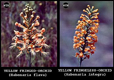 Yellow Fringed-orchid (Habenaria flava) and Yellow Fringeless-orchid (Habenaria integra)