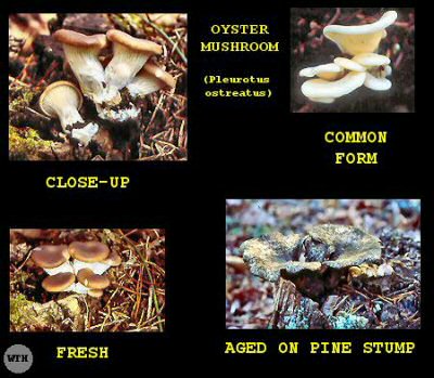 Oyster Mushroom (Pleurotus ostreatus)