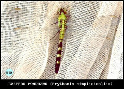 Eastern Pondhawk (Erythemis simplicicollis)