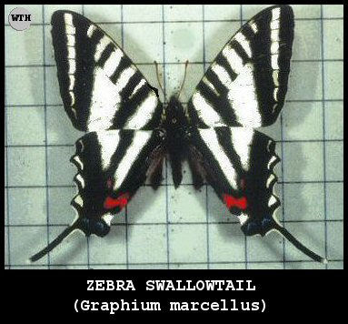 Zebra Swallowtail (Graphium marcellus)