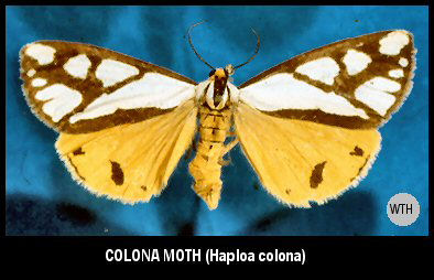 Colona Moth (Haploa colona)