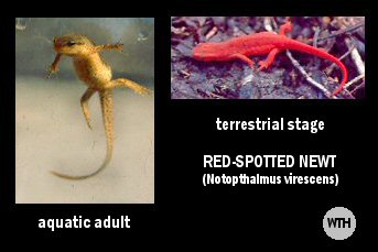 Red-spotted Newt (Notopthalmus virescens)