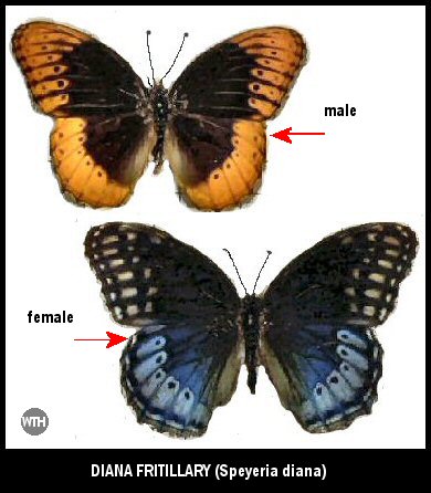 Diana Fritillary (Speyeria diana)