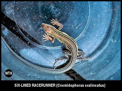 Six-lined Racerunner (Cnemidophorus sexlineatus)