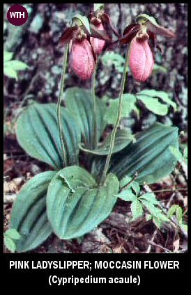 Pink Ladyslipper (Cypripedium acaule)