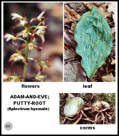 Adam-and-Eve or Puttyroot (Aplectrum hyemale)