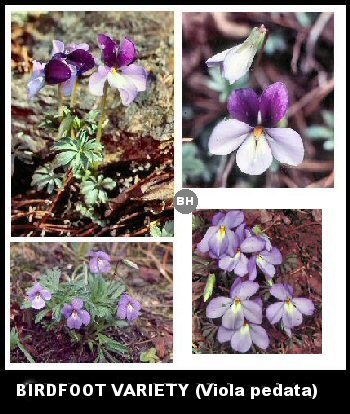 Birdfoot Violet