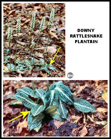 Downy Rattlesnake Plantain (Goodyera pubescens)