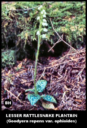 Lesser Rattlesnake Plantain (Goodyera repens var. ophioides)