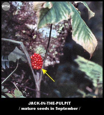 Jack-in-the-Pulpit (Arisaema triphyllum)