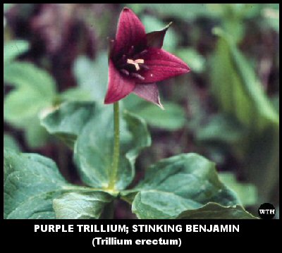 Purple Trillium (Trillium erectum)