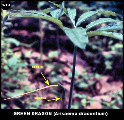 Green Dragon (Arisaema dracontium)